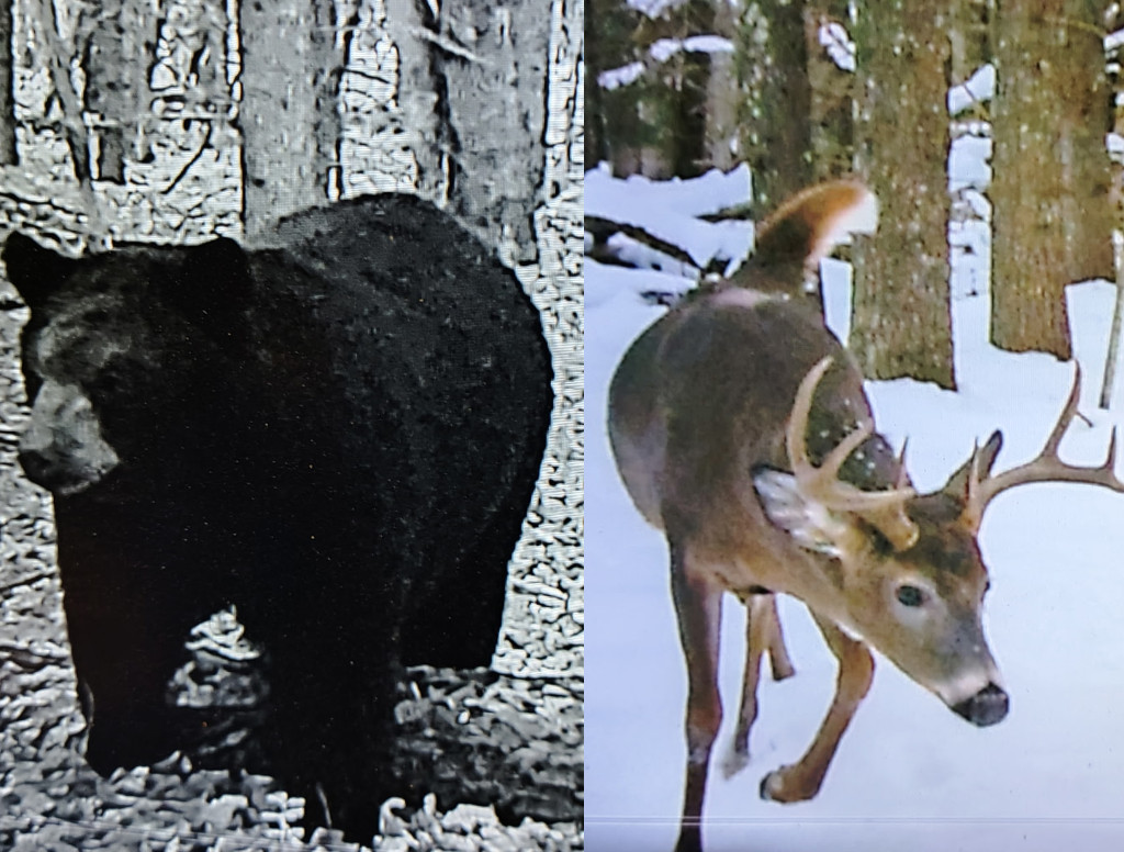 Deer and Bear trail cam images
